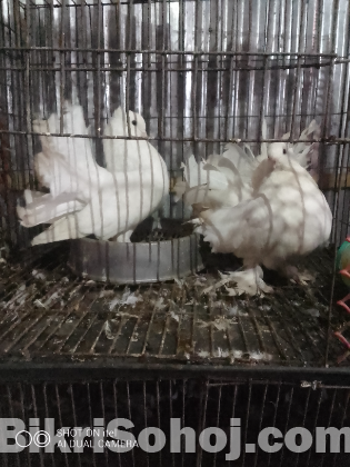 লকখা কবুতর Price Reduced Due to Urgency